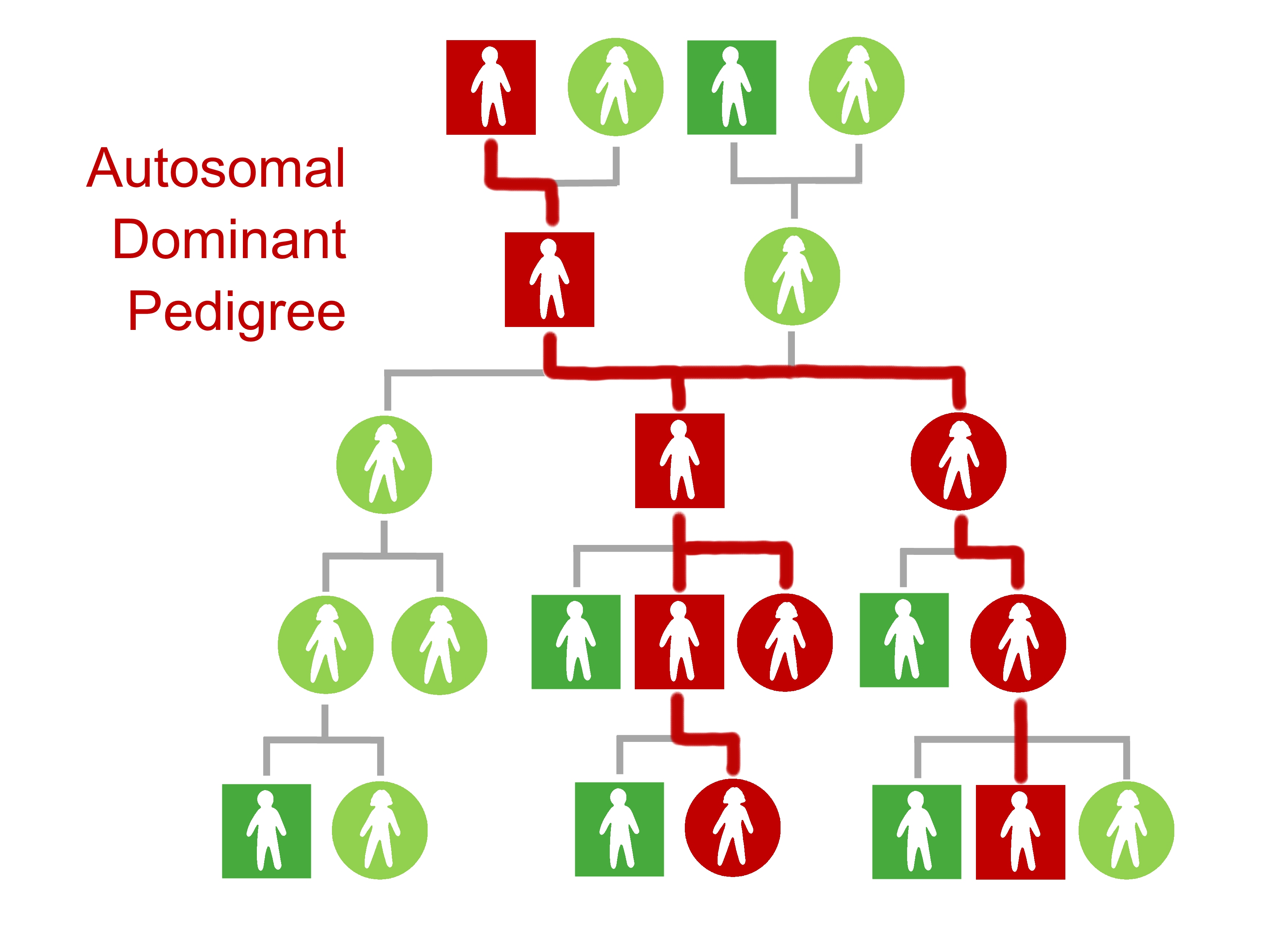 Autosomal-pedigree