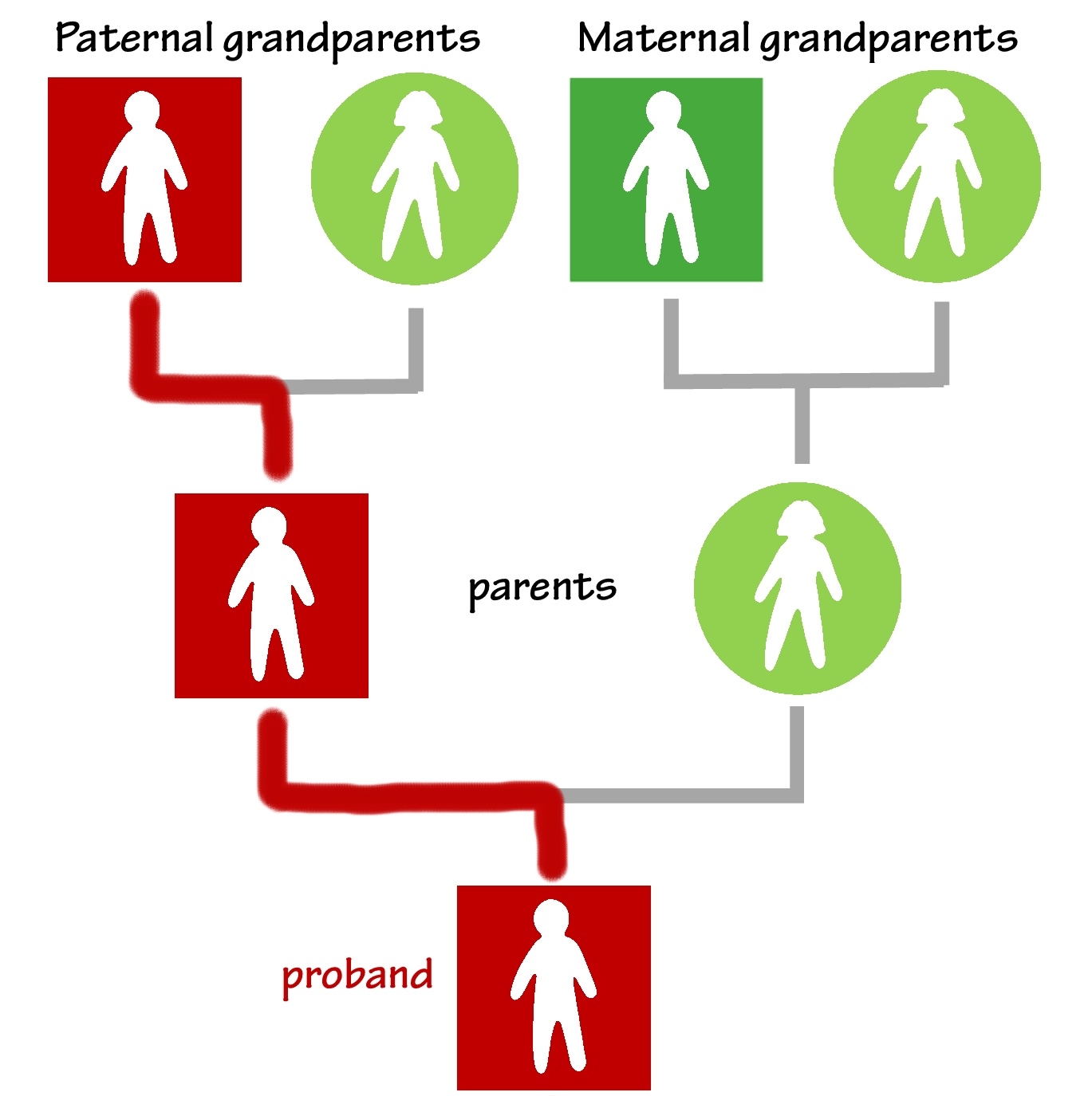 Proband-grandparents